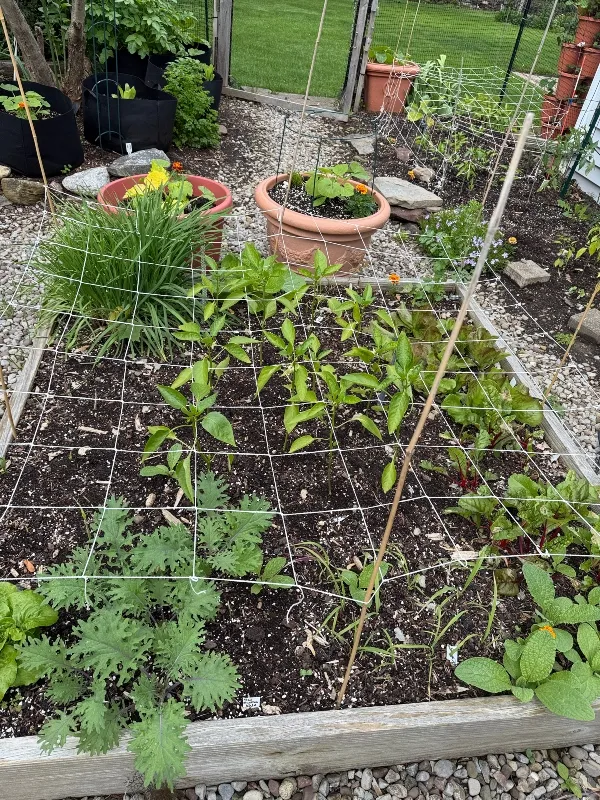 hivegarden-a (1).jpg