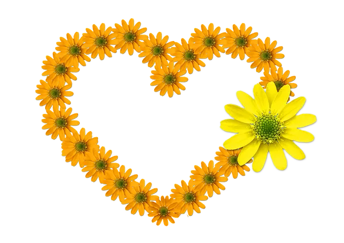 heart-2223376__480.png