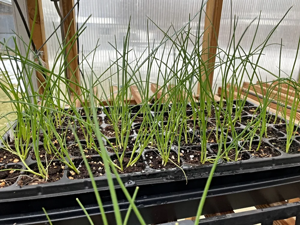 hive-garden-onions.jpg