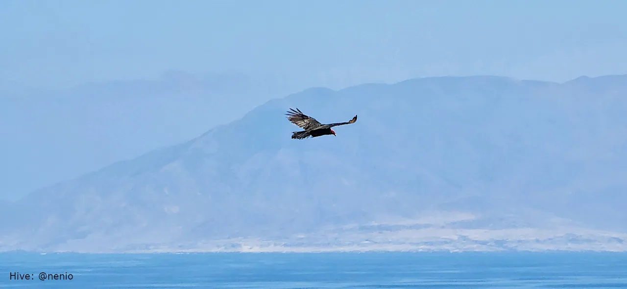 flying-vulture-001.jpg