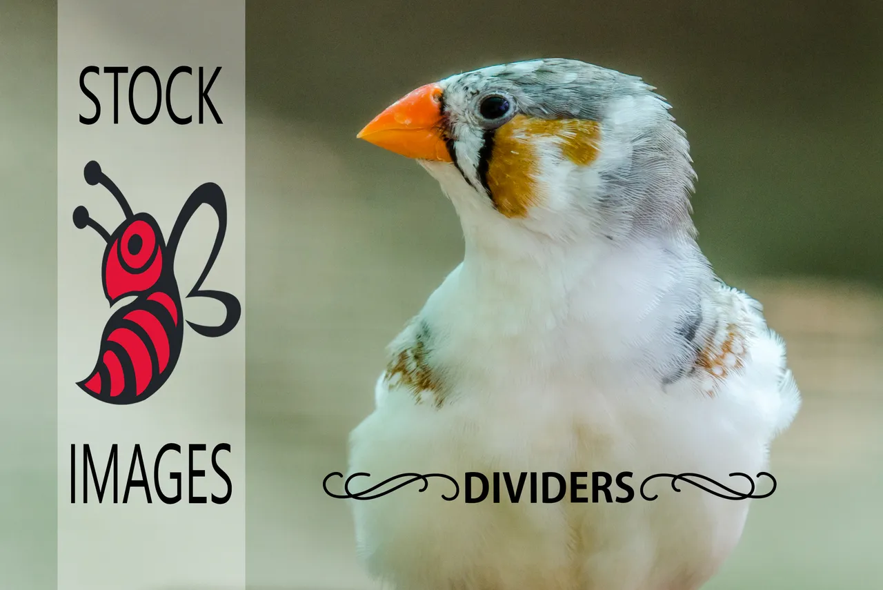 Stock Hivevertical.jpg