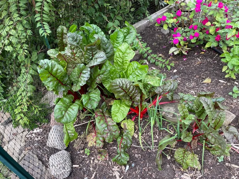 hivegarden-chard-2.jpg