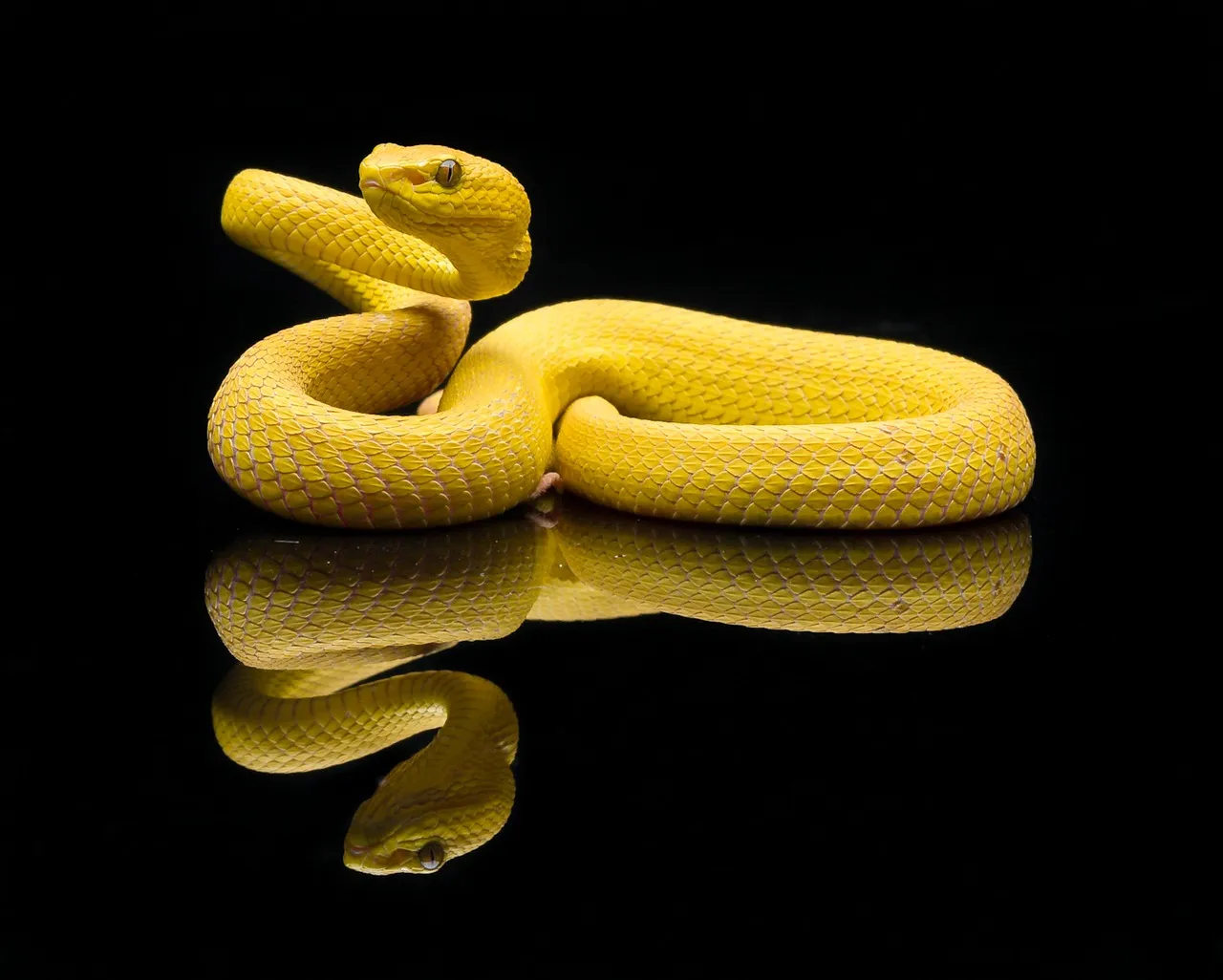 snake-7433282_1280.jpg