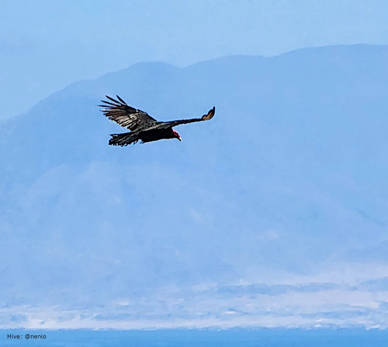flying-vulture-002.jpg