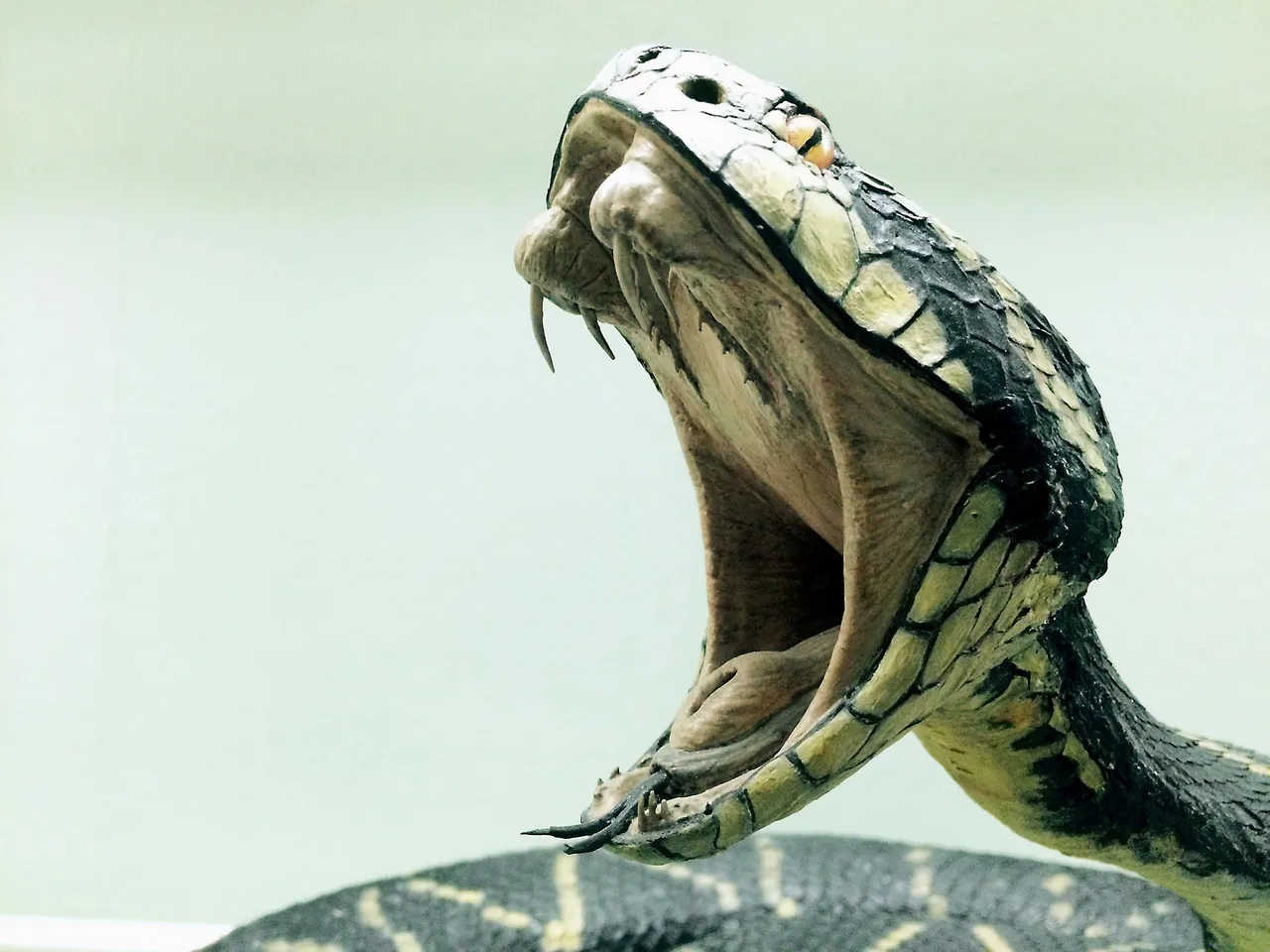 snake-1974382_1920.jpg