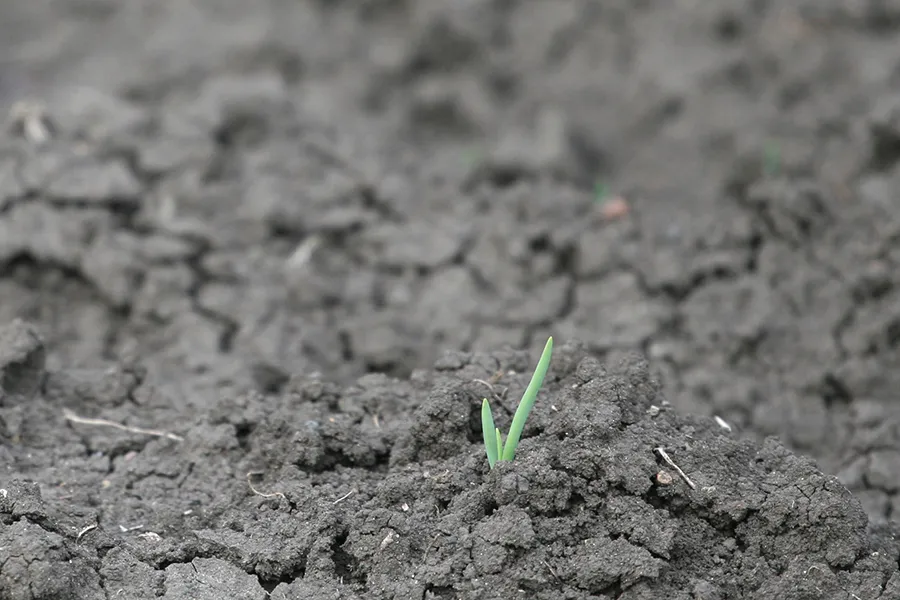 Onion Growth s.jpg