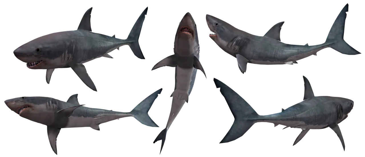 shark-3369747_1920.png
