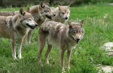 wolves-4377376_640.jpg