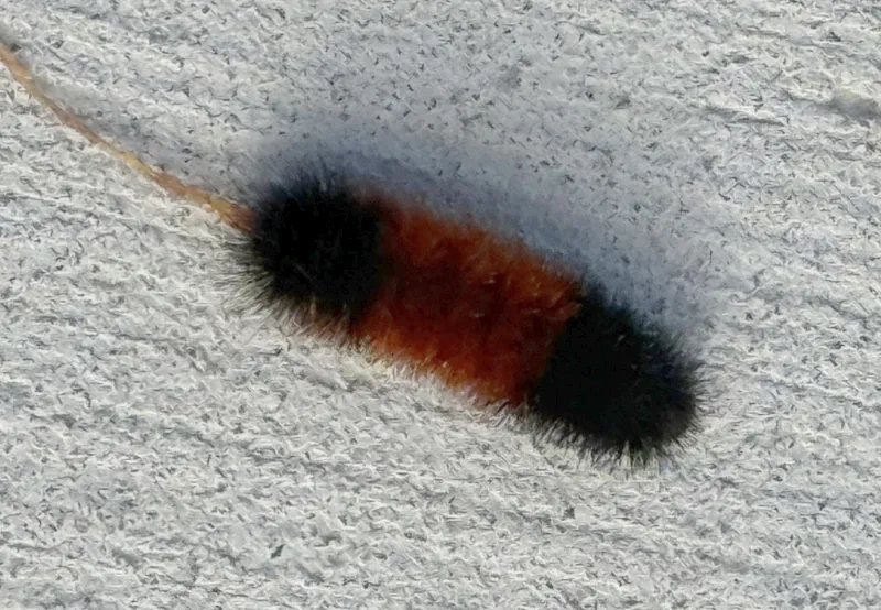 wholly caterpillar.jpg