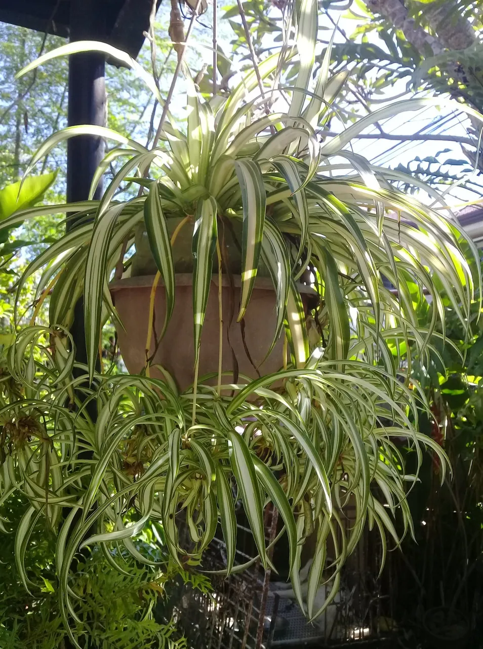 Spider Plant 1.jpg