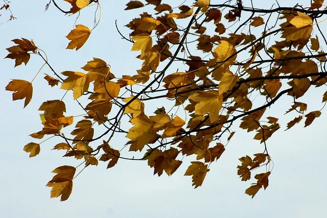 leaves-3789017_640.jpg