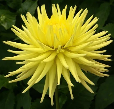 dahlia-cactus-1.jpg