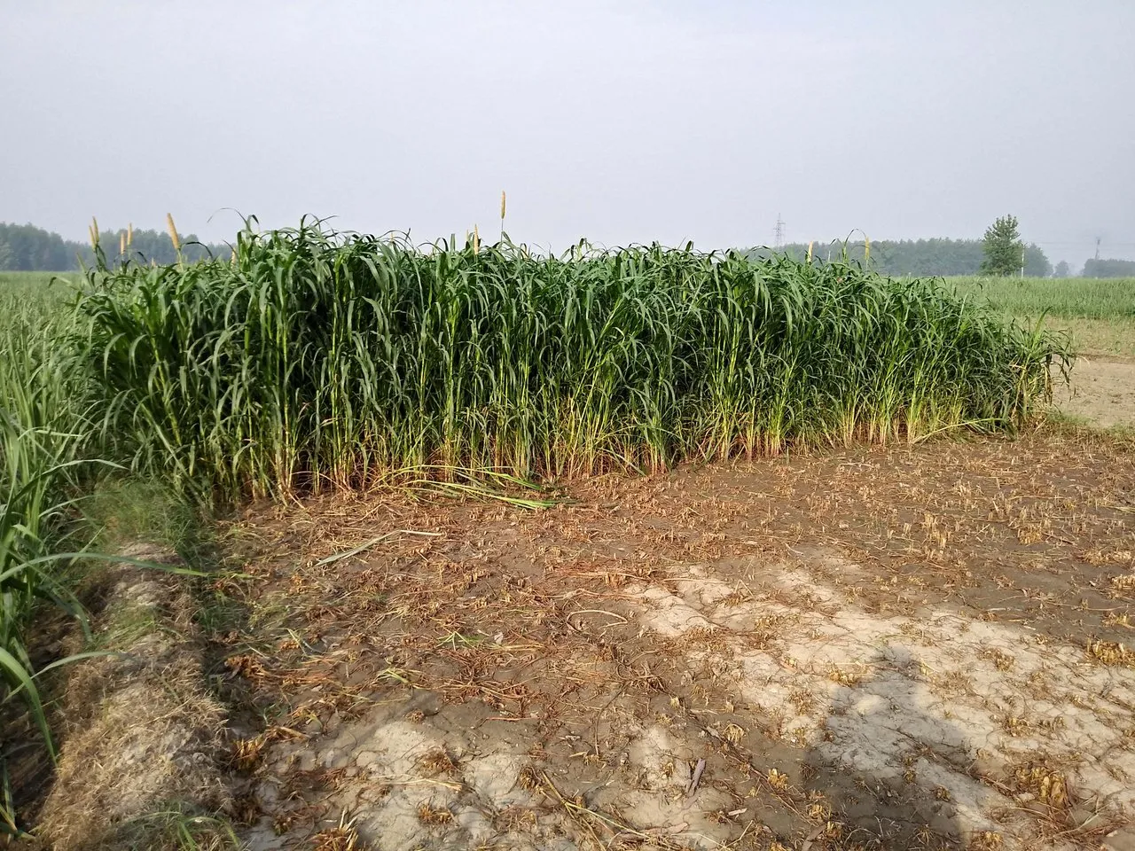 20190605_071729_HDR.jpg