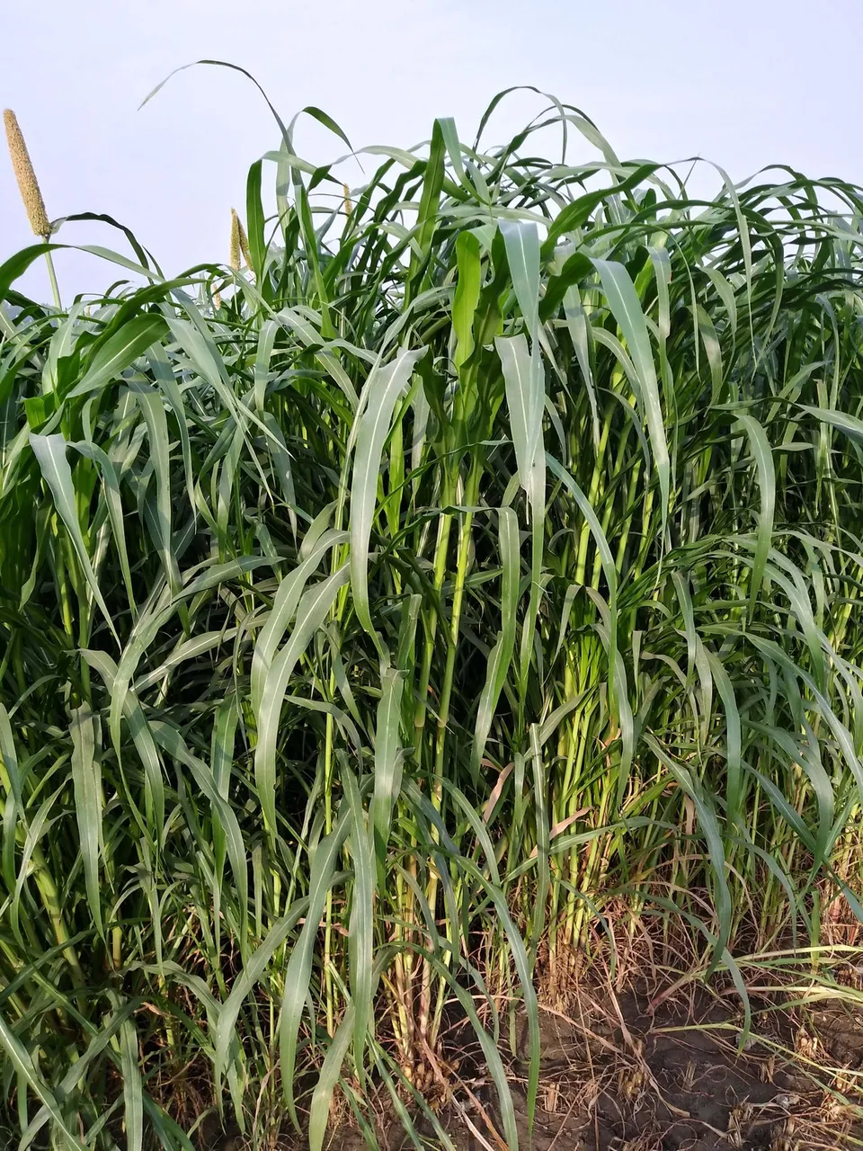 20190605_071739_HDR.jpg