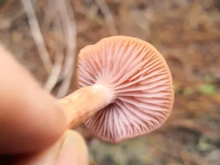 The gills are distinct and have smaller gills in between.