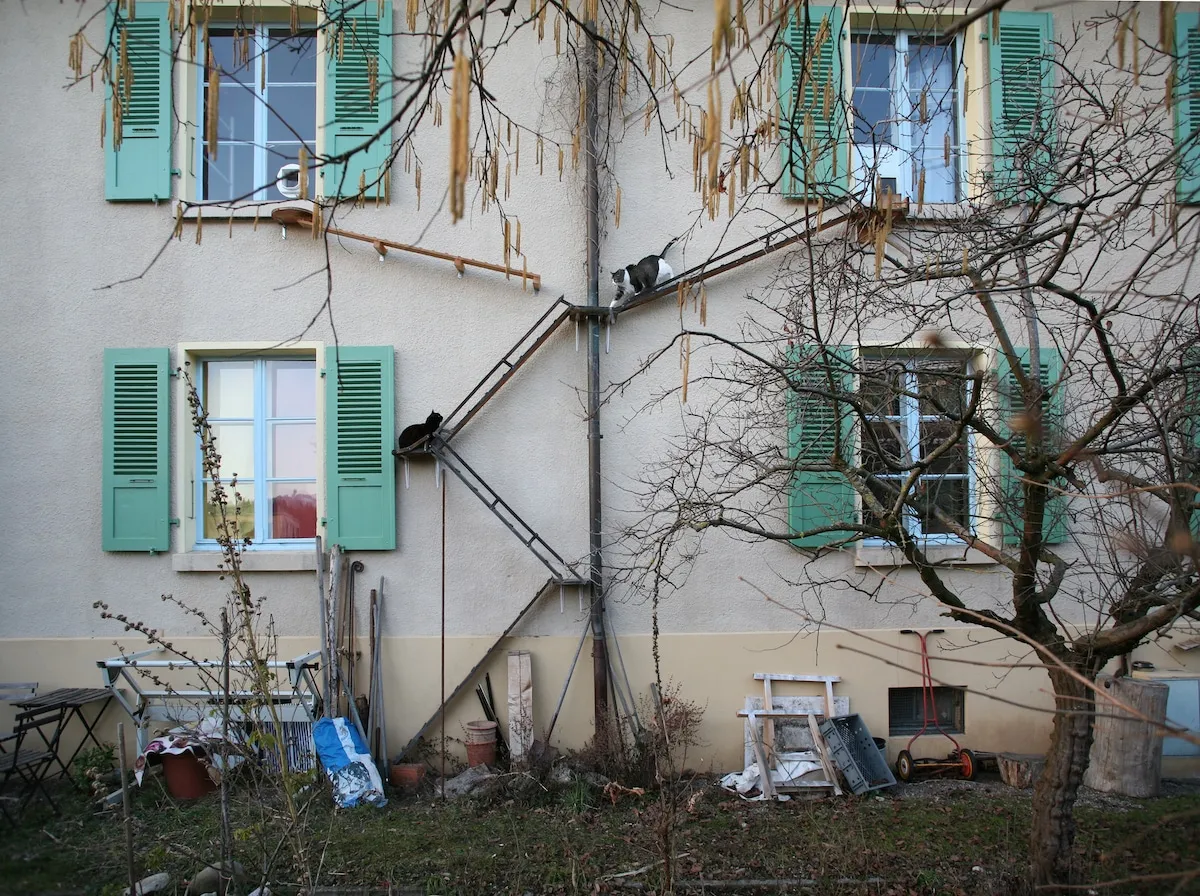 swiss-cat-ladders