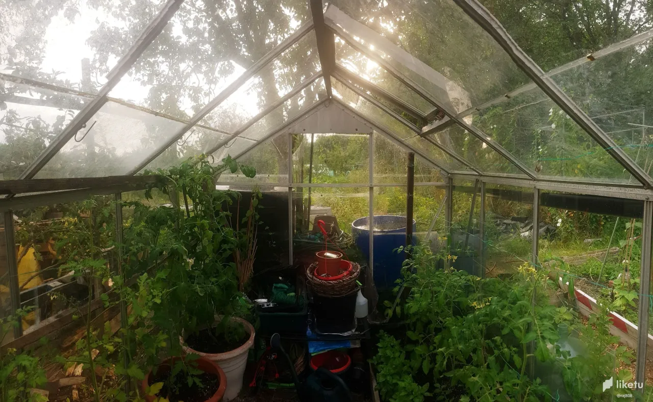 cl5wmkiby017o16mq6if3hwub_GreenhouseTomatoes.jpg