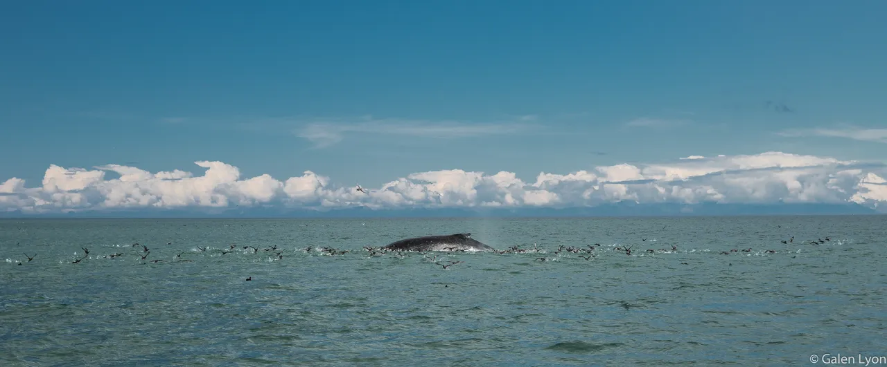 Whale Mountains.jpg