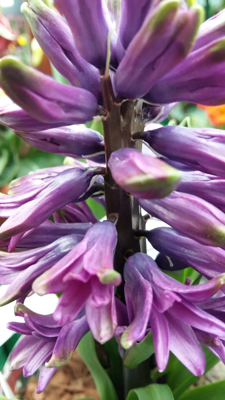 purple hyacynth.jpg