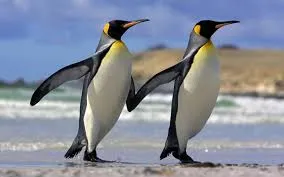 images pinguino.jpg