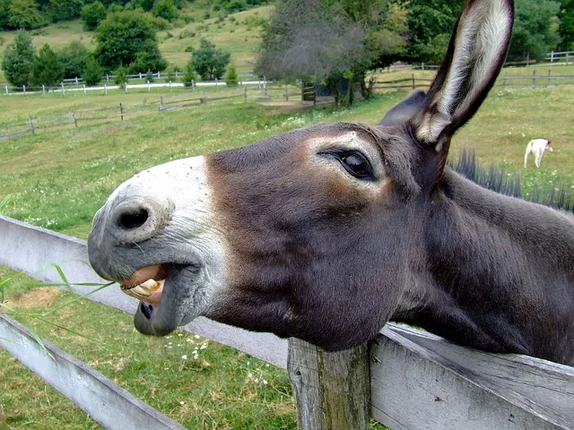 donkey-105719_640.jpg