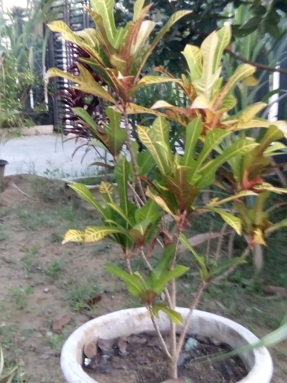 IMG20180204065620.jpg