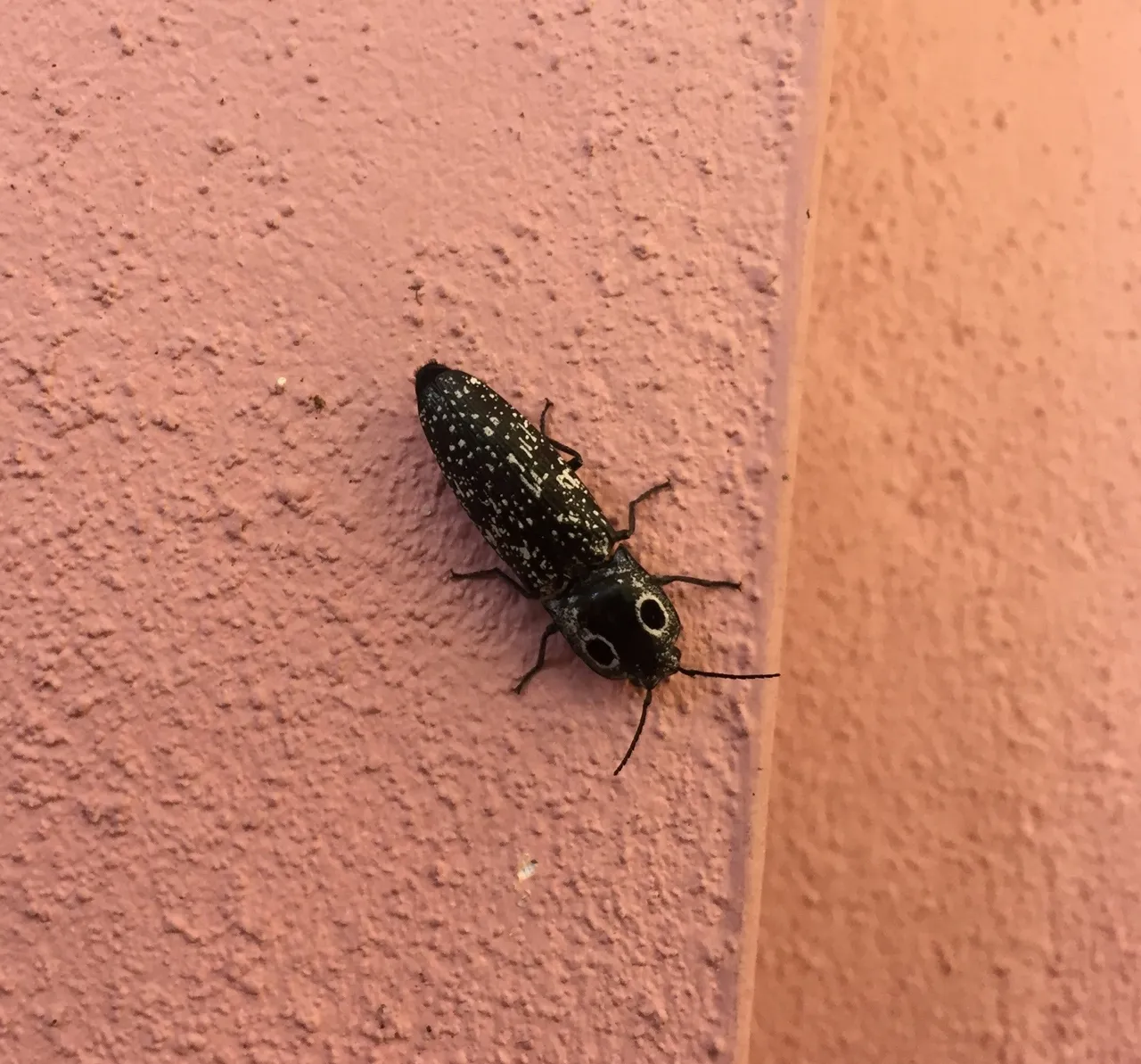 Eyed Click Beetle.jpg
