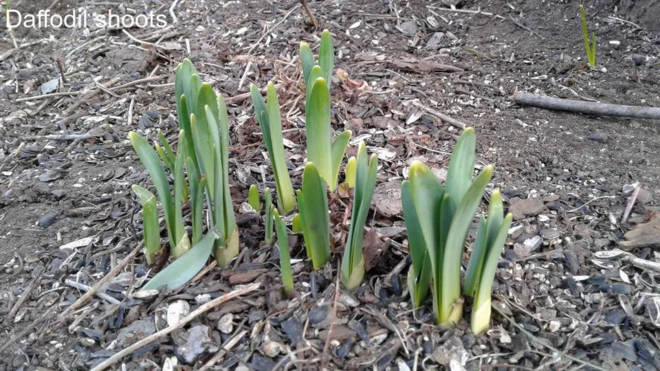 Daffodil shoots.jpg