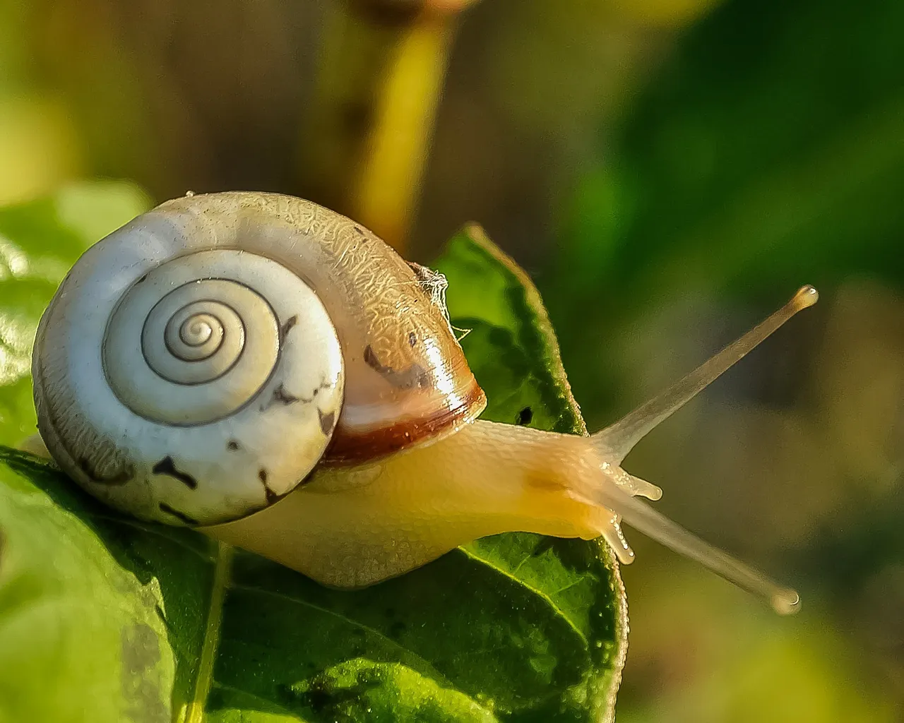 snail-405384_1920.jpg