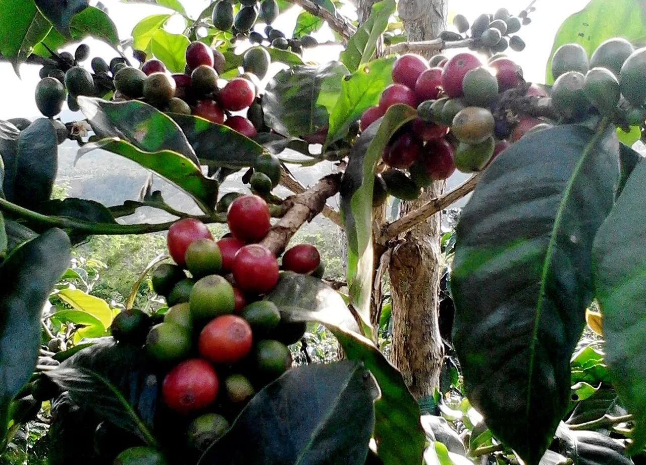 IMG20141109164330.jpg