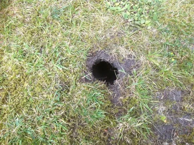 rat hole lawn.jpg