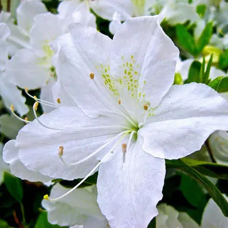 white-rose-flower.jpg