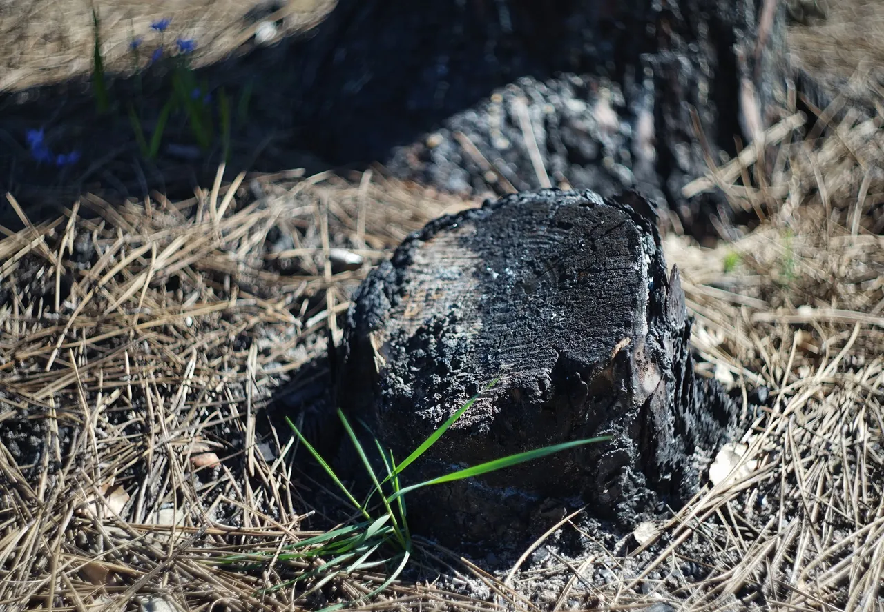 tree burned 2.jpg