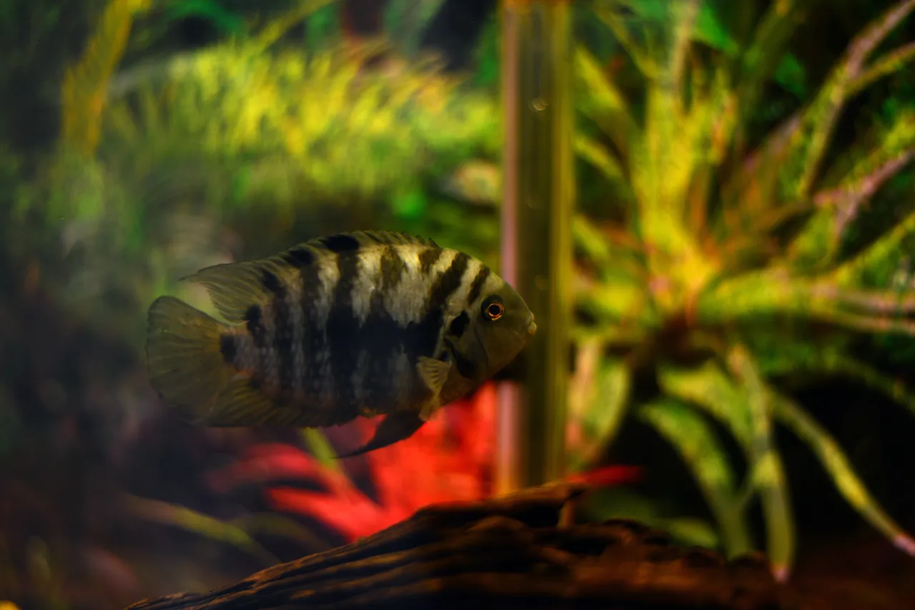 Convict Cichlid.jpg