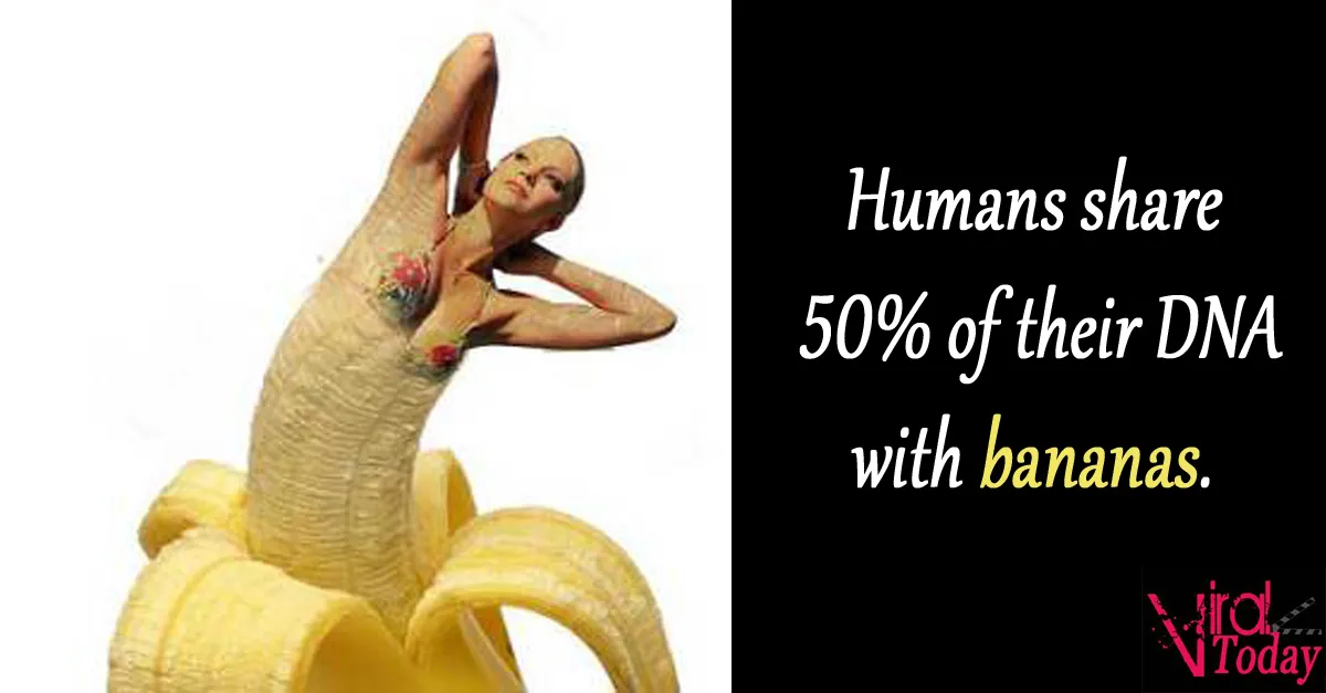 55 dna banana.jpg