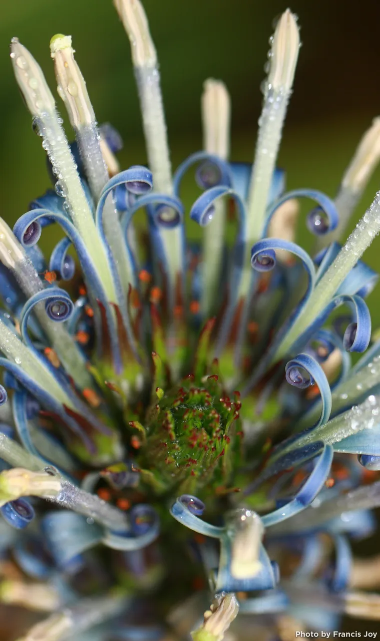 Lobelia-oahuensis.jpg