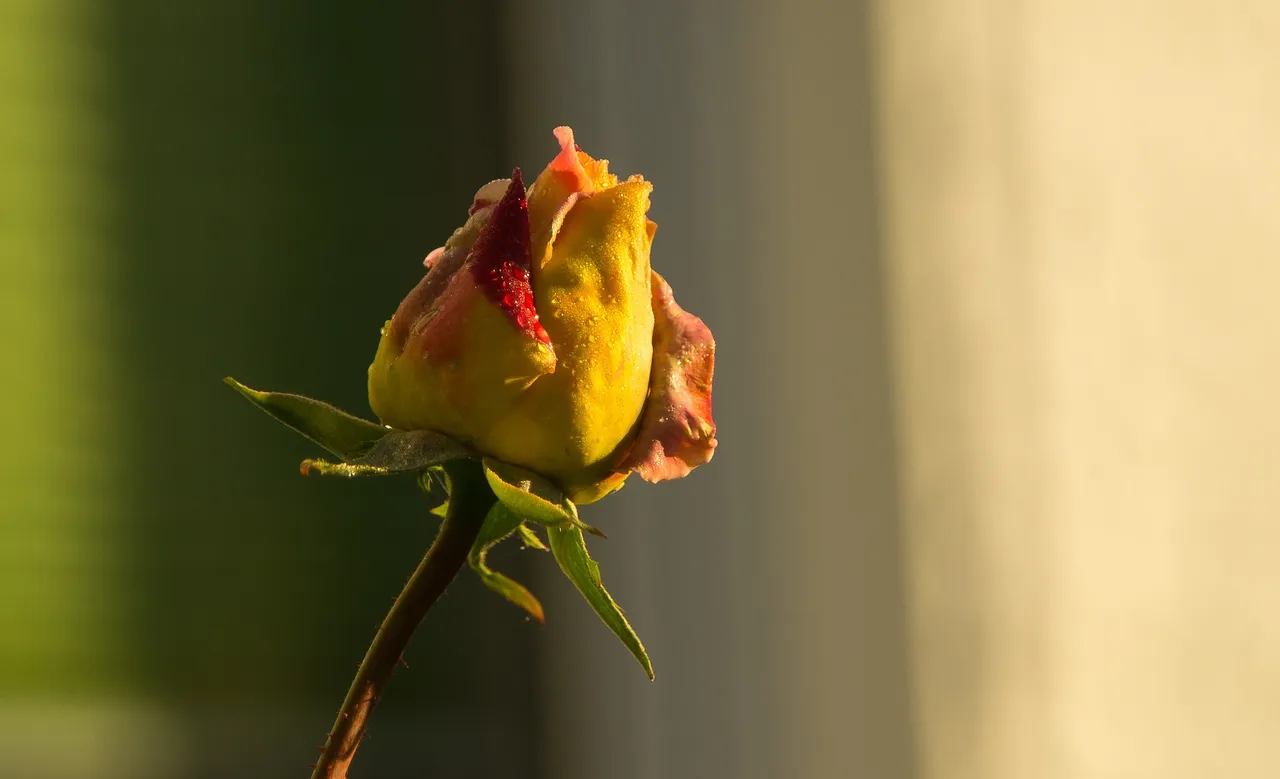 rose-2910445_1920.jpg