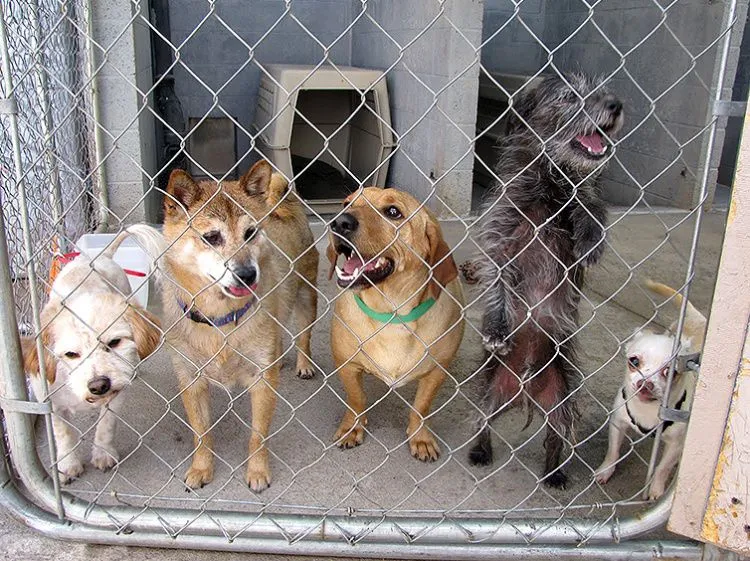 dog shelter 2.jpg