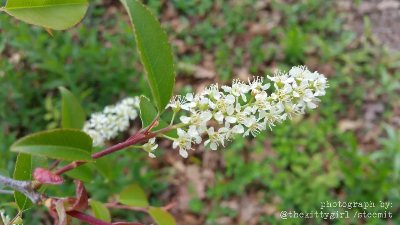 =Chokecherry-01.jpg