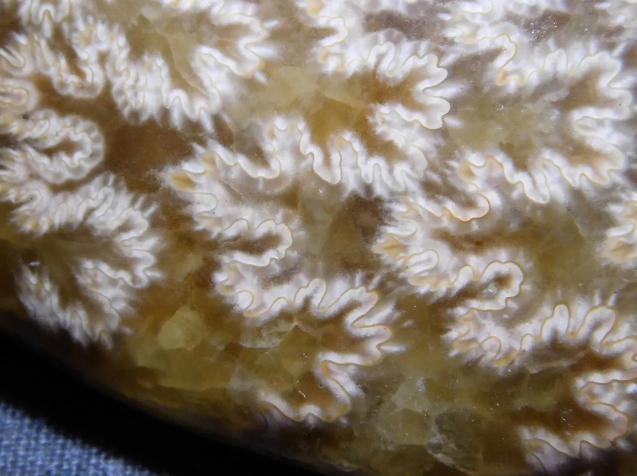 polished fossil.JPG
