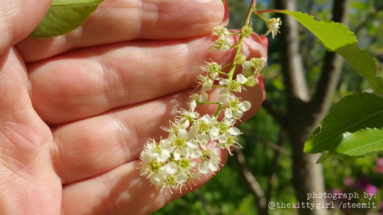 =Chokecherry-04.jpg