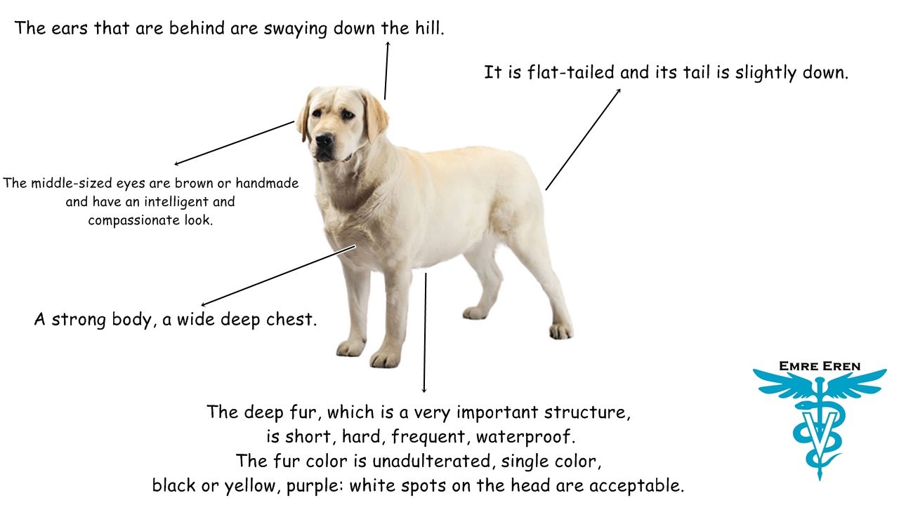 labrador retriver.jpg