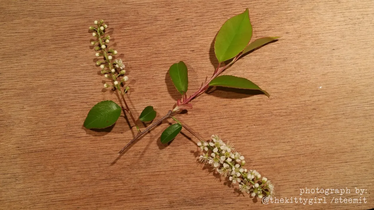 =Chokecherry-02.jpg