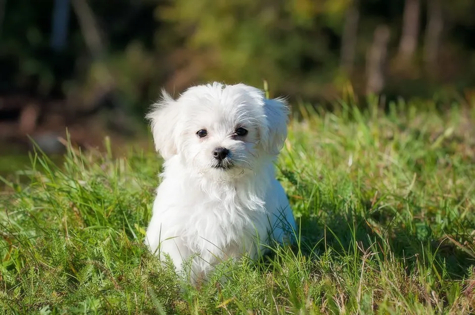 small-dog-maltese.jpg