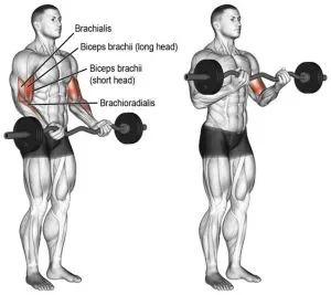 easy bar curl.jpg