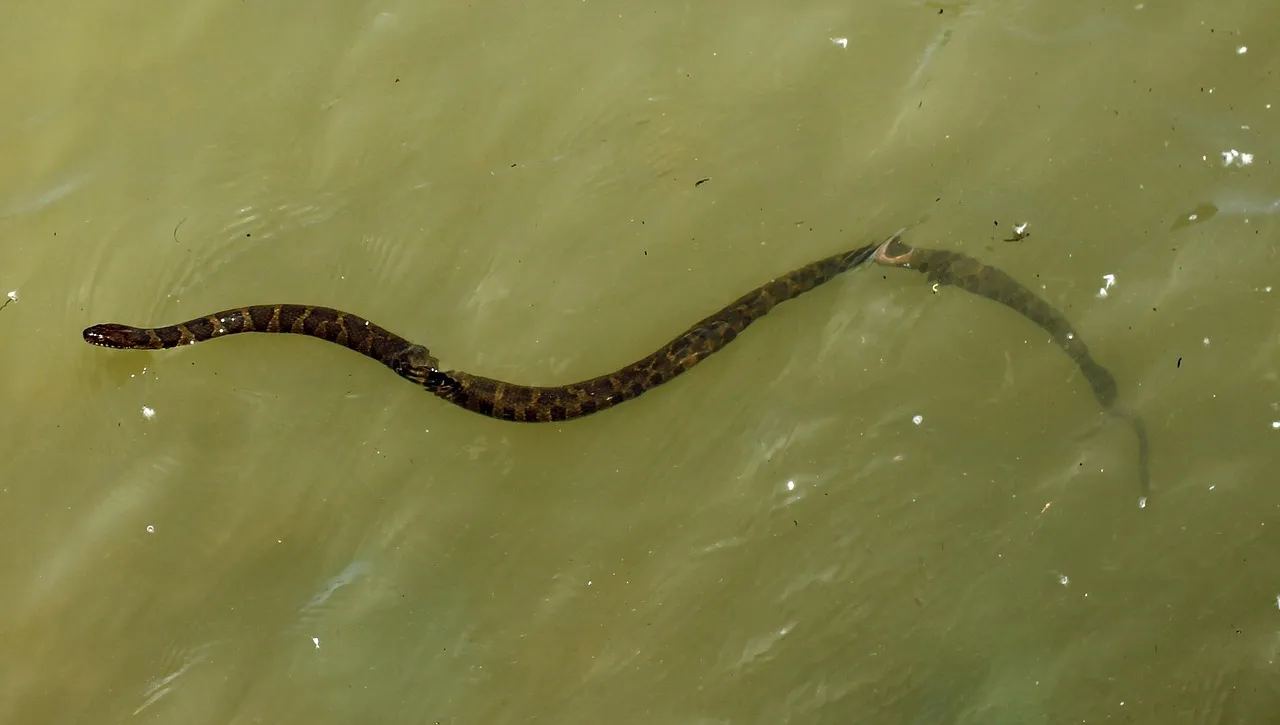 snake-215821_1280.jpg