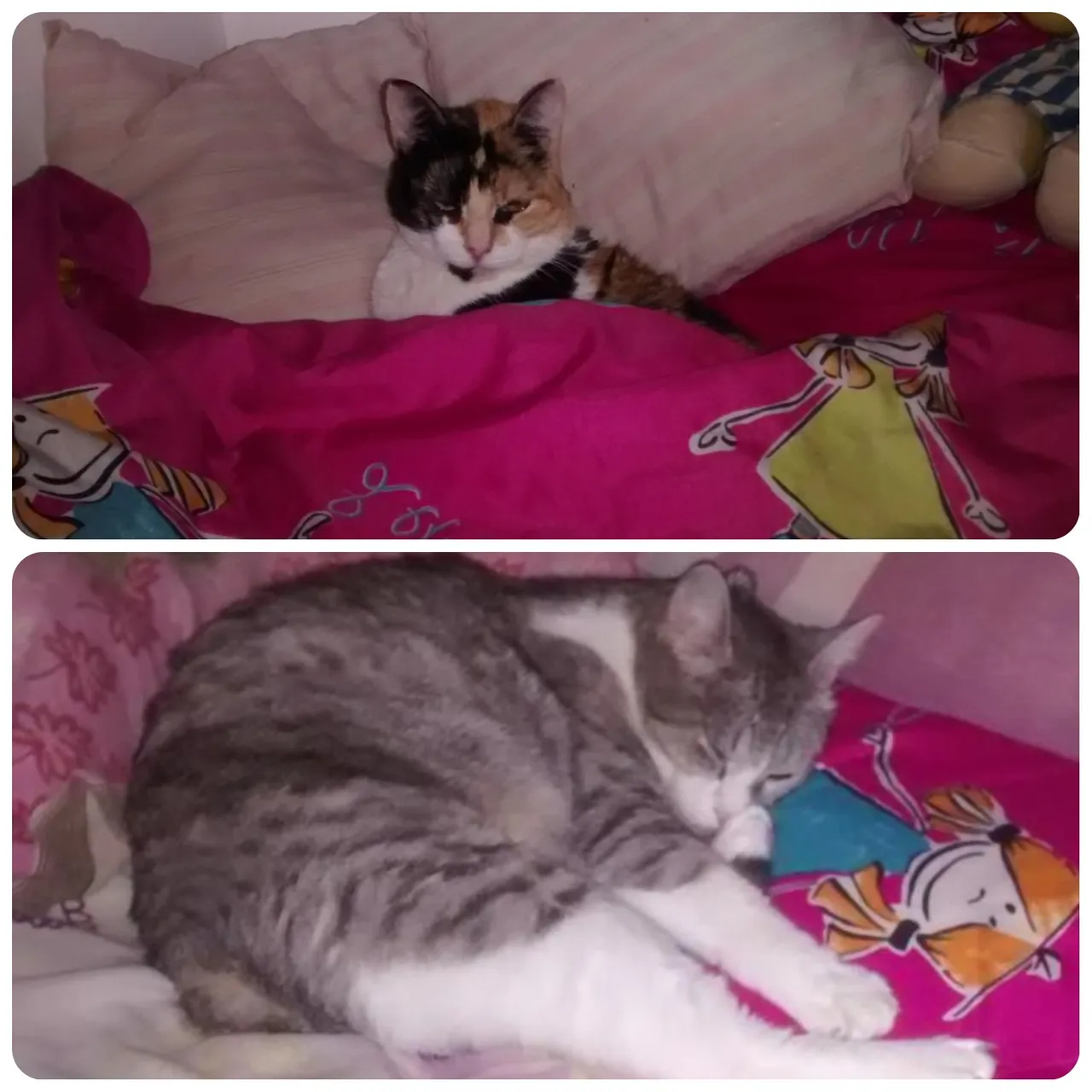 Gatas na cama.jpg