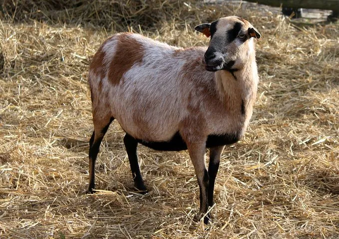 goat-3042606__480.jpg