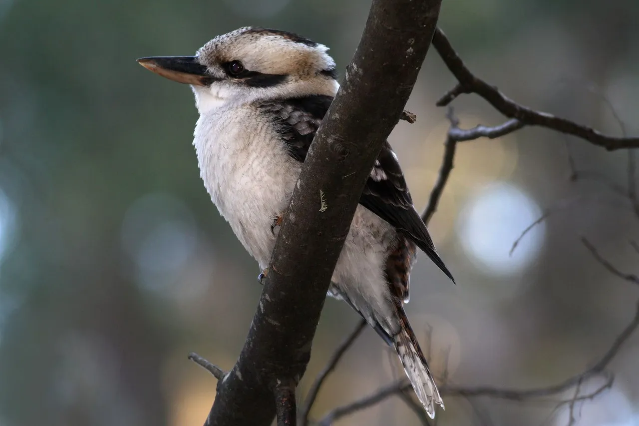 Kookaburra  1.jpg