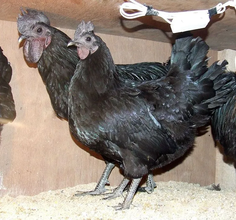 Kadaknath-Chicken.jpg
